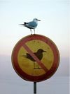 seagull-irony
